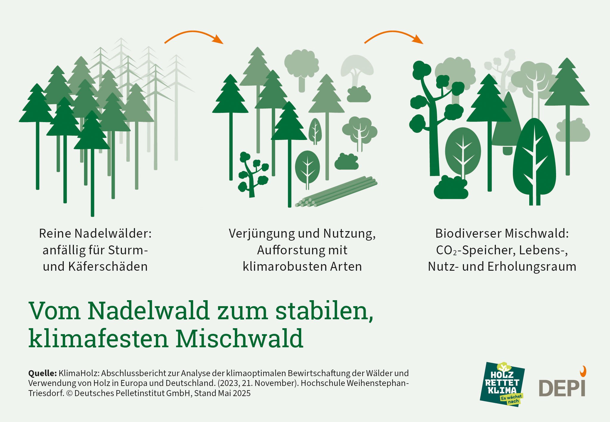 Zu sehen ist ein Bild, das den Weg von einem Nadelwald zu einem Mischwald zeigt, welches besser für das Klima ist. Das wird erriecht durch Verjüngung und Aufforstung.