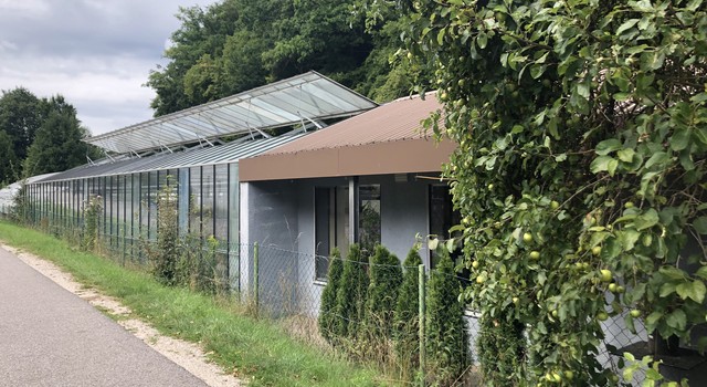 https://depi-prd.s3.amazonaws.com/filer_public_thumbnails/filer_public/a7/f9/a7f95208-f96c-4e7d-ad80-00ebe4450d3b/blumen_weber_gewaechshaus_copyright_naturalis.jpg__640x350_q90_crop-smart_subject_location-1995%2C1501_subsampling-2.jpg